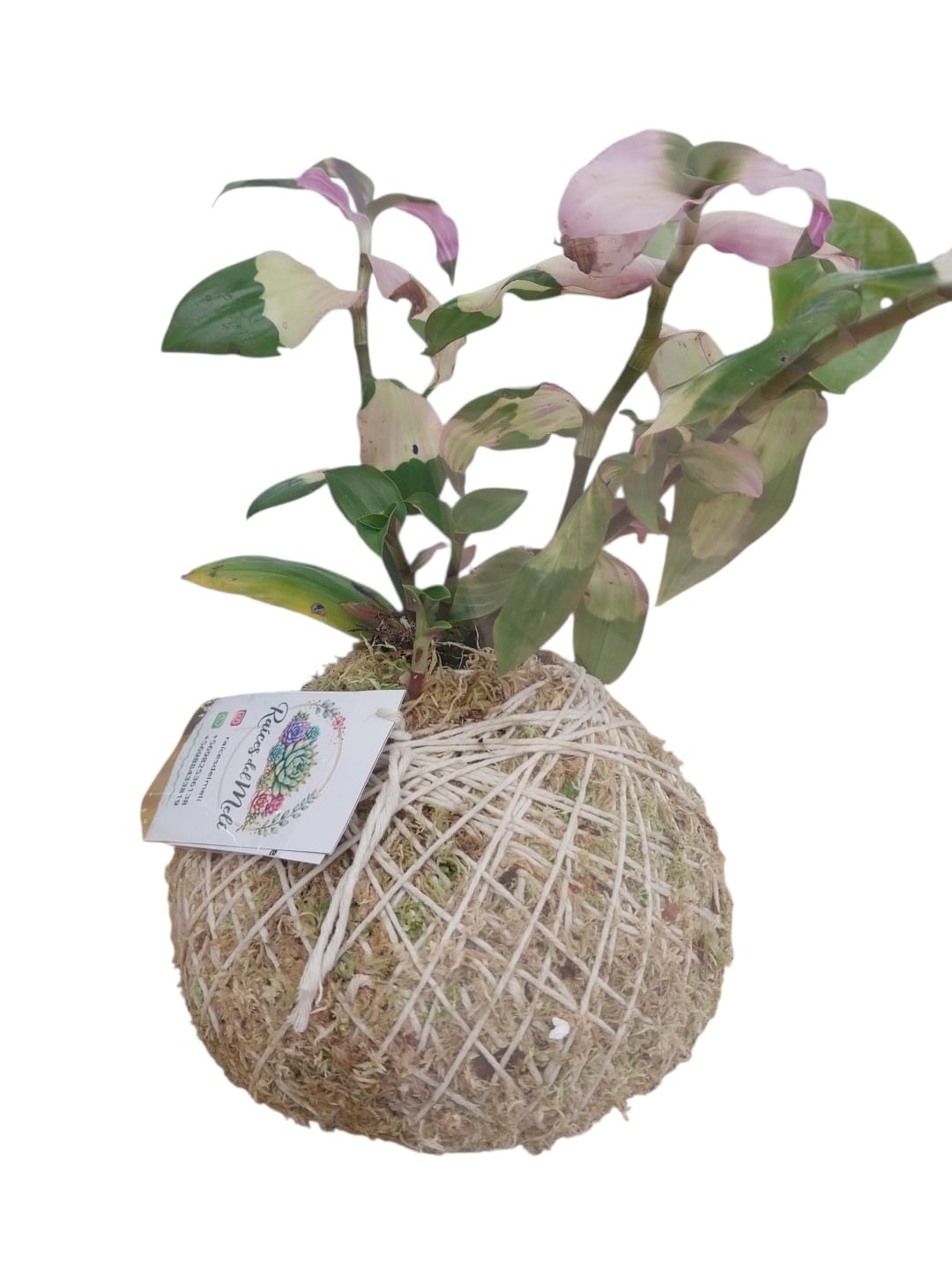 Tradescantia blushing bride