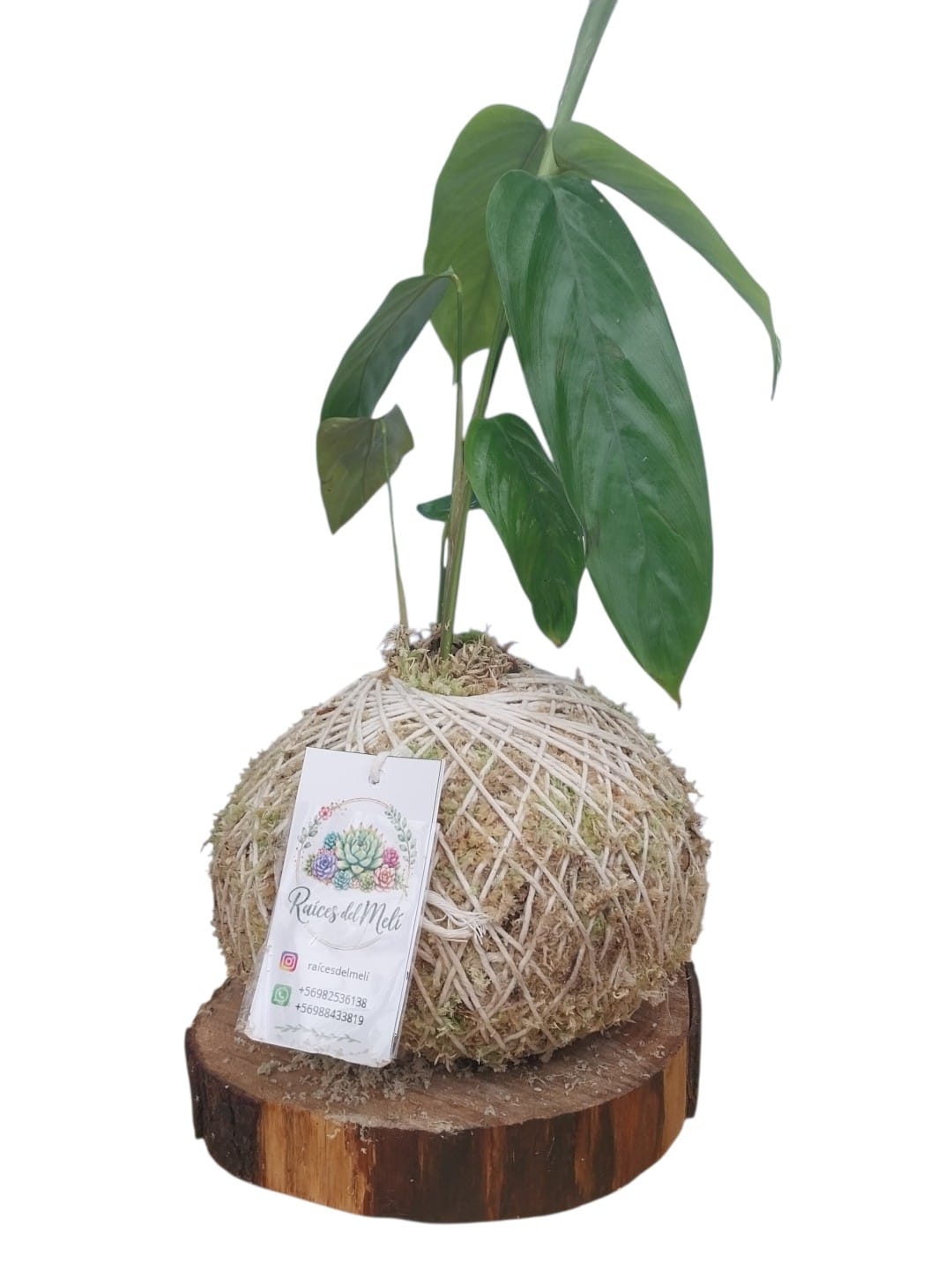Maranta ---arundinacea---
