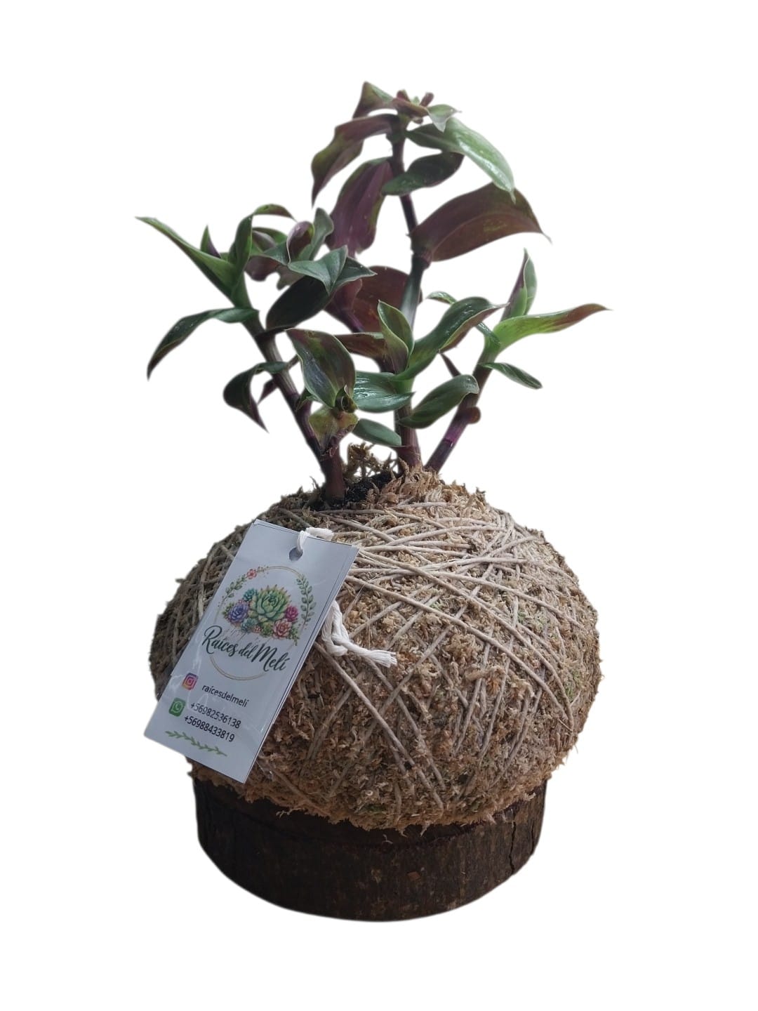 Tradescantia---