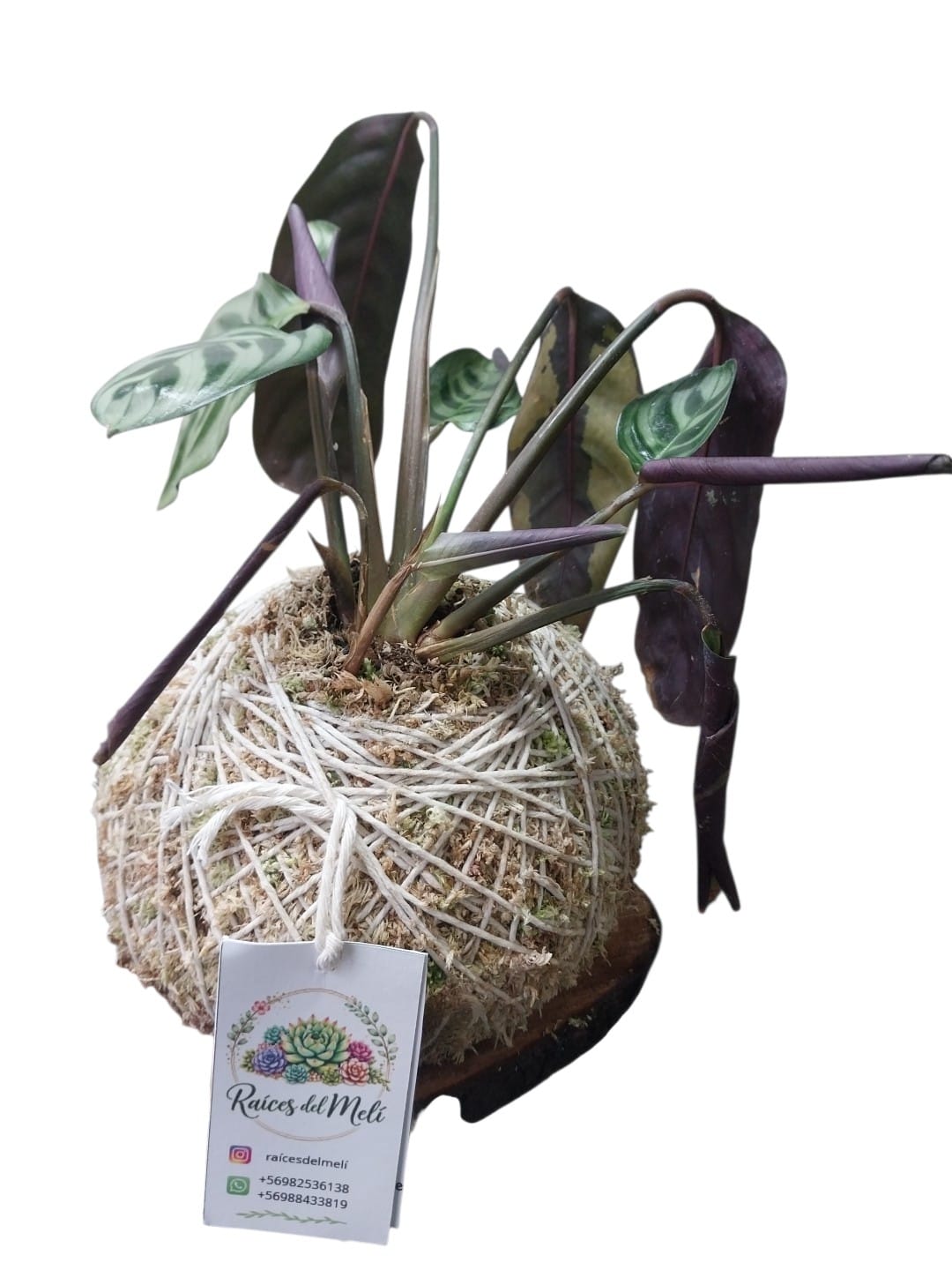 Calathea---