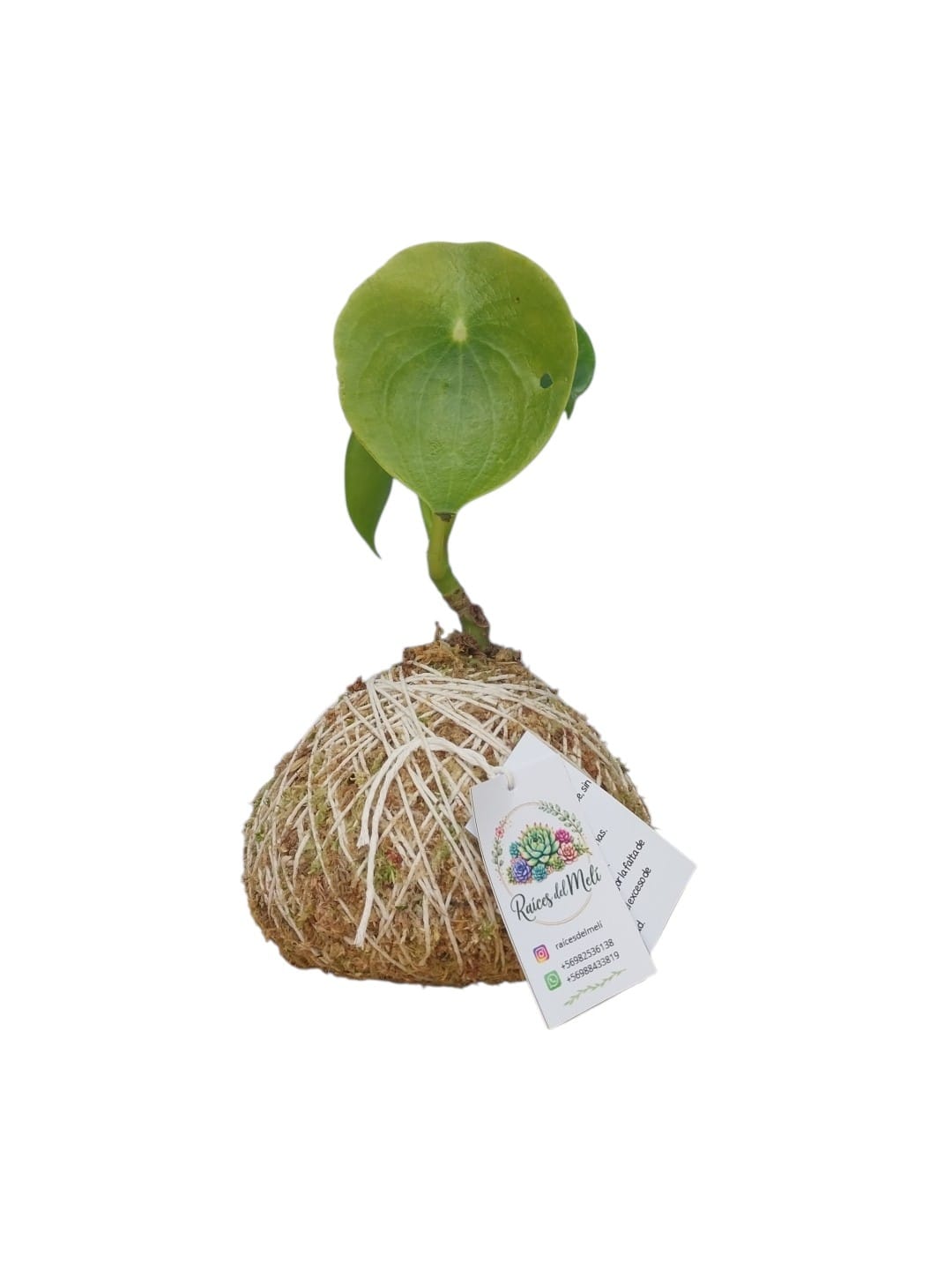 Peperomia --cucharita--