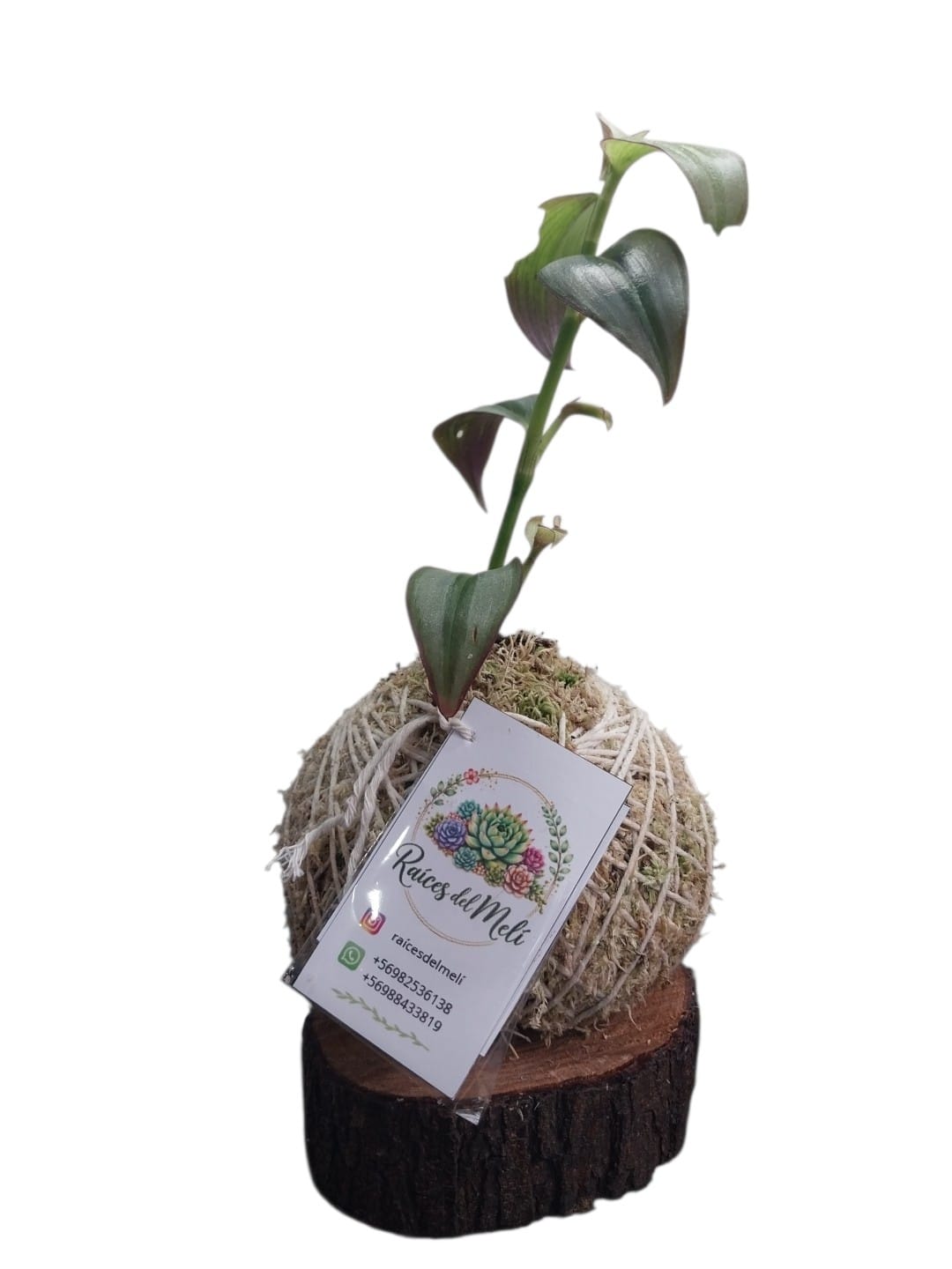 Tradescantia -zebrina-