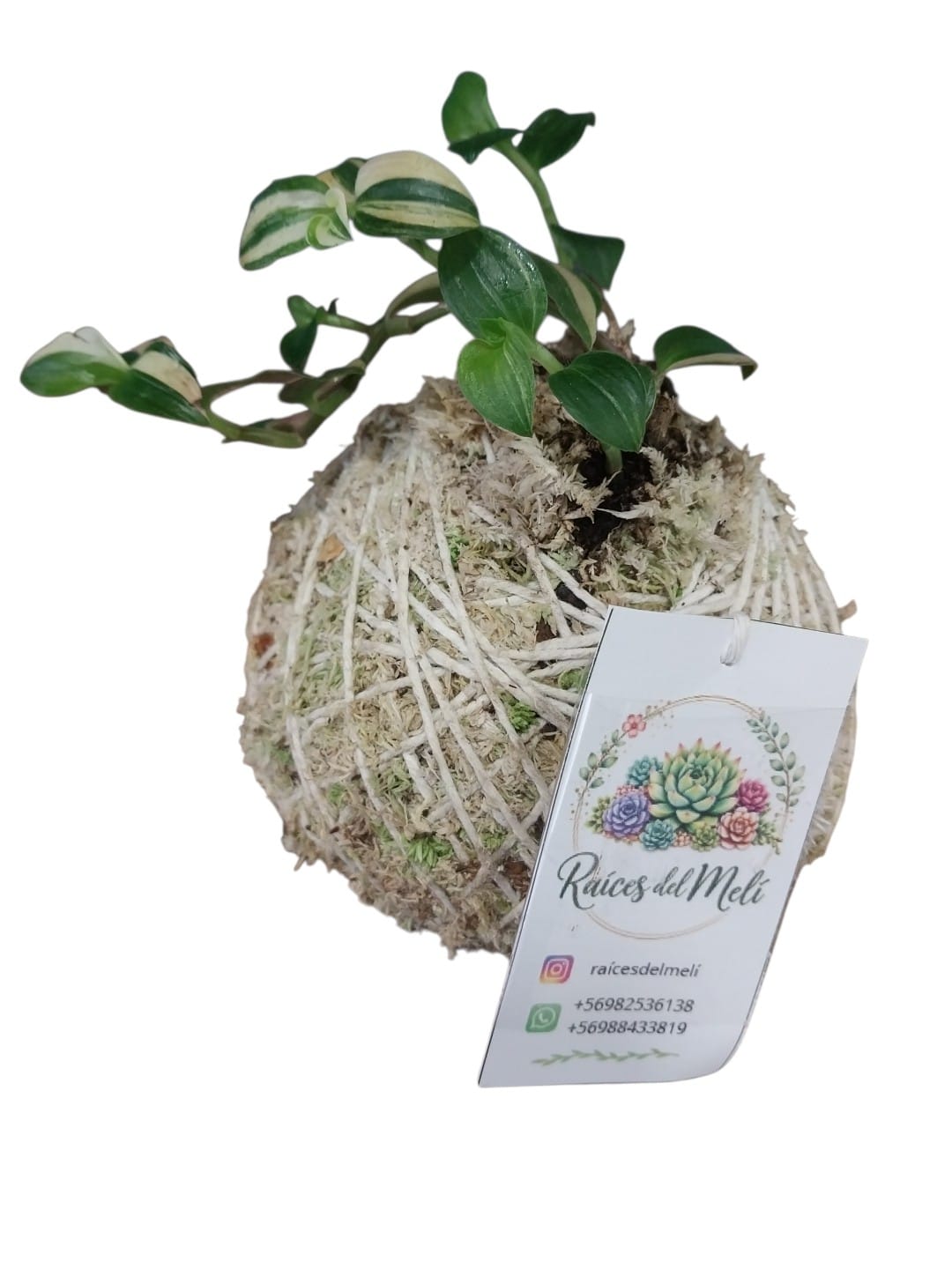 Tradescantia --Baby -Bunny