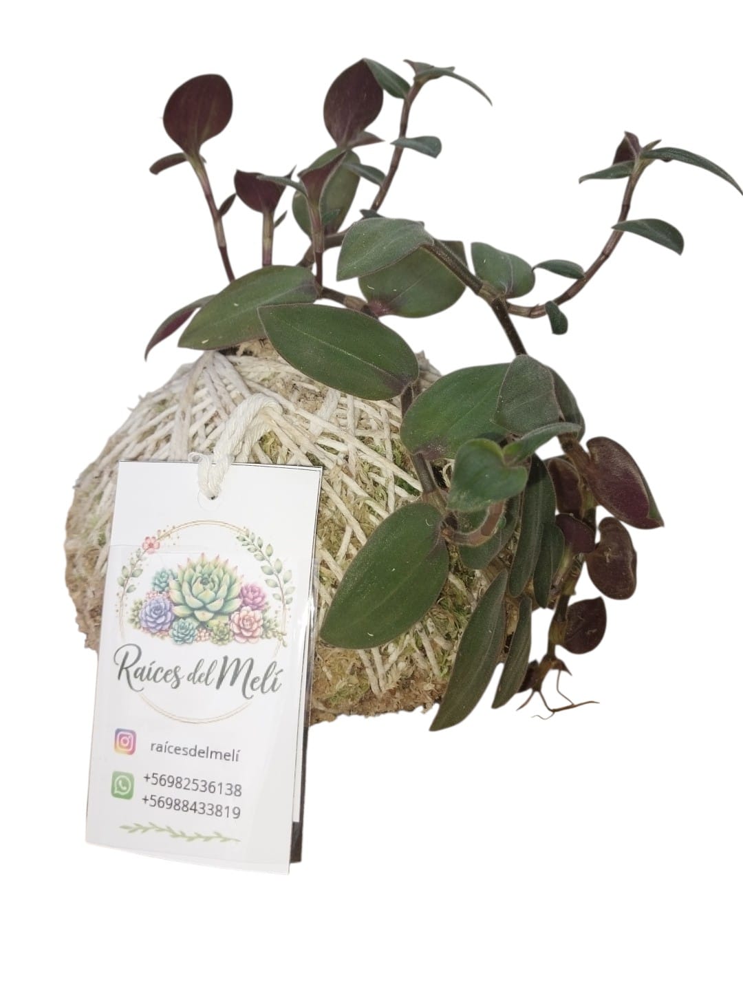Tradescantia-- bunny--