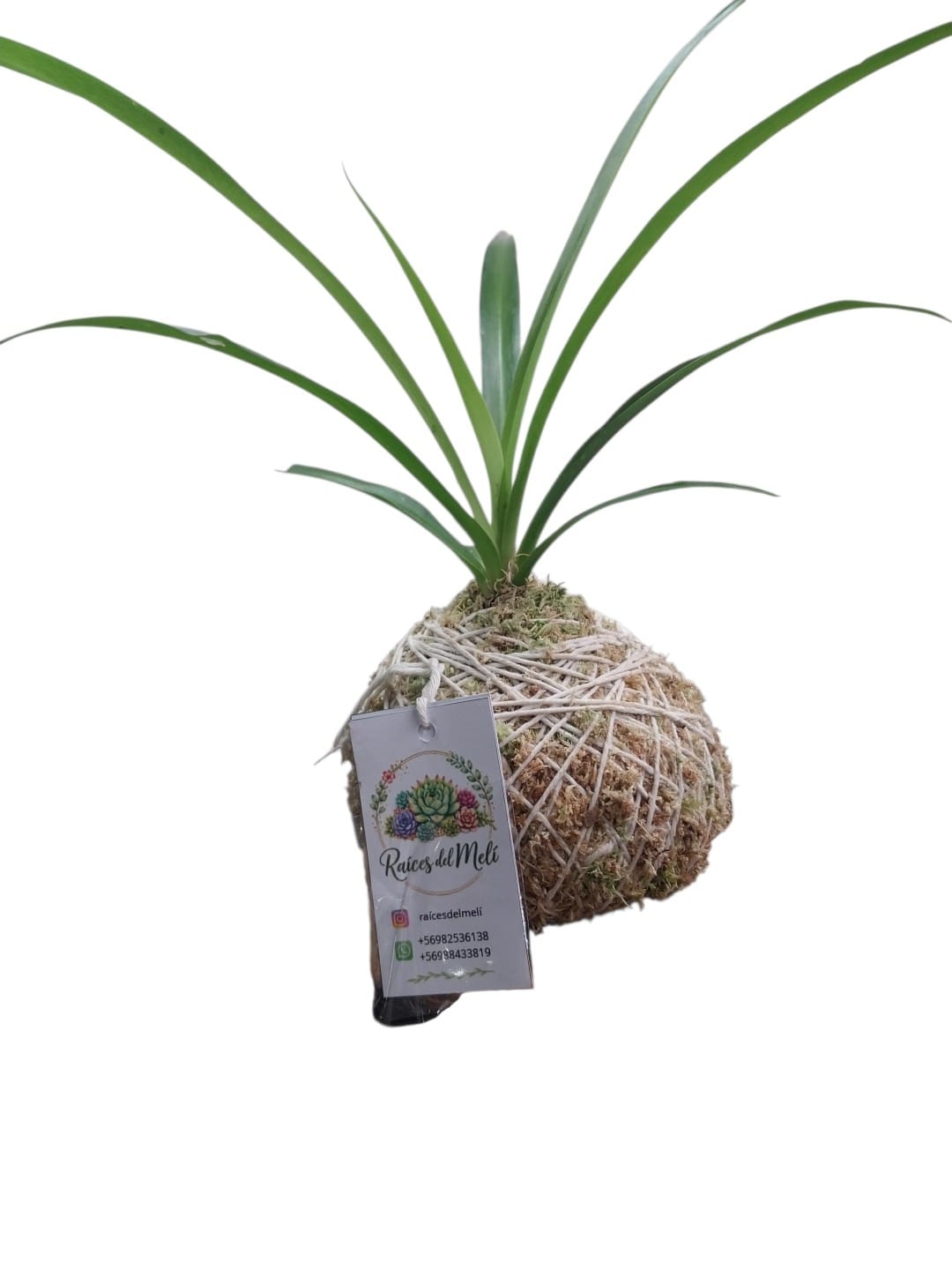 Cinta verde----