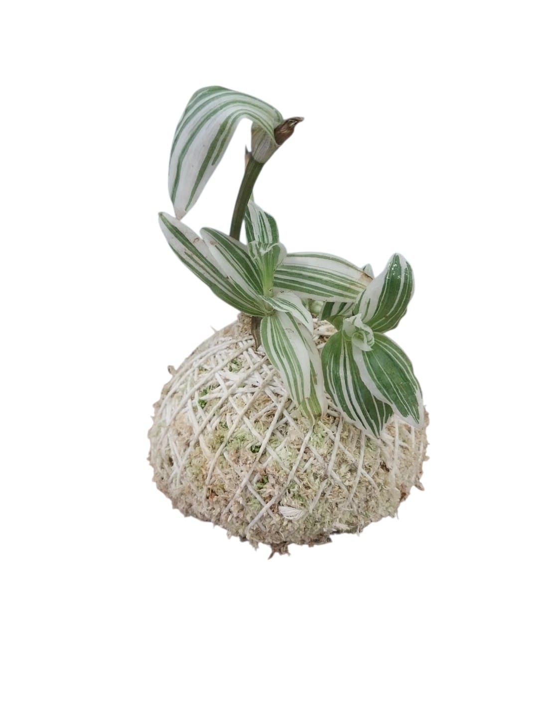 Tradescantia -Variegada-