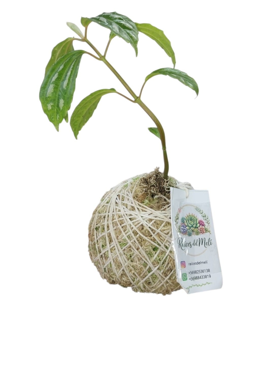 Pilea ---peperomioides---